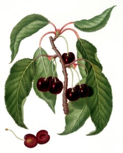 Hard-fleshed Cherry (Cerasus Duracina) from Pomona Italiana (1817 - 1839) by Giorgio Gallesio (1772-1839).. Free illustration for personal and commercial use.