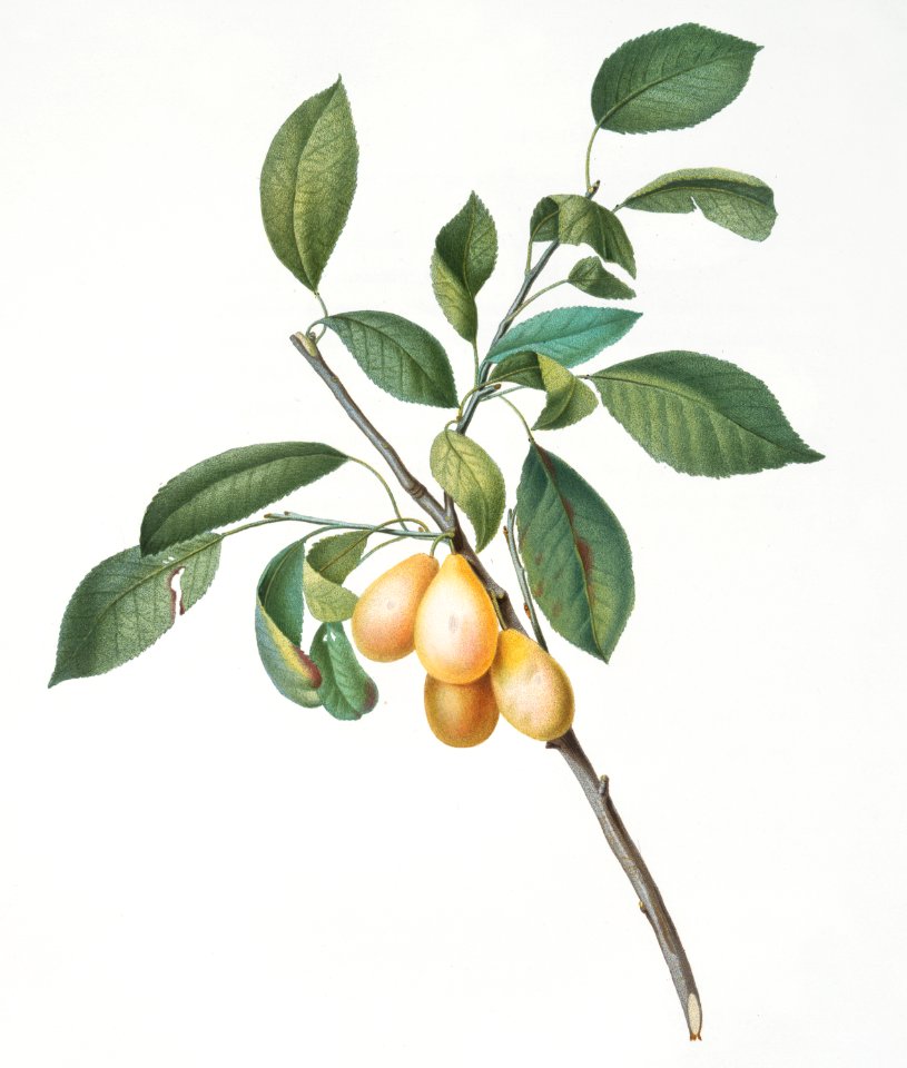 Plum (Prunus Damascena) from Pomona Italiana (1817 - 1839) by Giorgio Gallesio (1772-1839).
