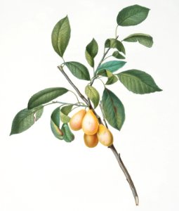 Plum (Prunus Damascena) from Pomona Italiana (1817 - 1839) by Giorgio Gallesio (1772-1839).. Free illustration for personal and commercial use.