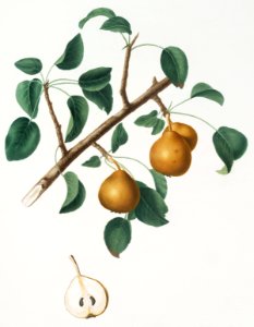 Seckel pear (Pyrus × serrulata) from Pomona Italiana (1817 - 1839) by Giorgio Gallesio (1772-1839).. Free illustration for personal and commercial use.