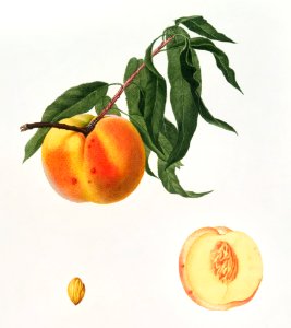 Peach (Prunus persica) from Pomona Italiana (1817 - 1839) by Giorgio Gallesio (1772-1839).. Free illustration for personal and commercial use.