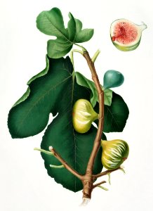 White-peel fig (Ficus carica sativa) from Pomona Italiana (1817 - 1839) by Giorgio Gallesio (1772-1839).. Free illustration for personal and commercial use.