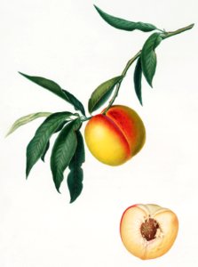 Peach (Persica julodermis) from Pomona Italiana (1817 - 1839) by Giorgio Gallesio (1772-1839).. Free illustration for personal and commercial use.