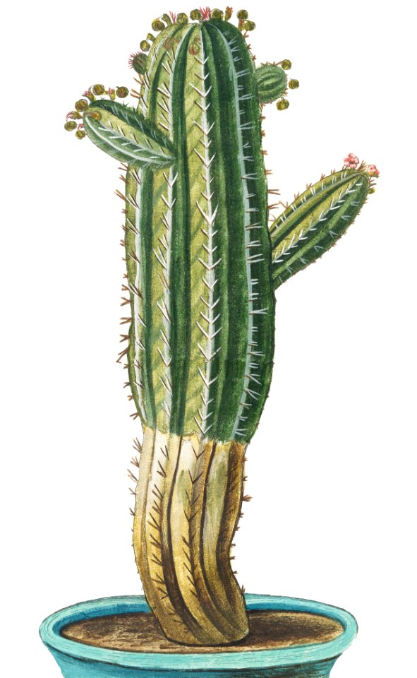Tithymalus, seu Euphorbium, aizoooides, Africanus, validissimis, et longis spinis, caule præa;to, crasso, ramoso, et sulcato, angulato, spinis, atronigricantibus (ca. 1772 –1793) by Giorgio Bonelli.