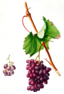 Grape Barbarossa (Vitis vinifera) from Pomona Italiana (1817 - 1839) by Giorgio Gallesio (1772-1839).. Free illustration for personal and commercial use.