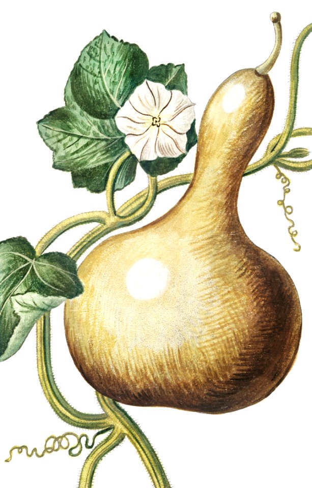 Bottle Gourd (ca. 1772 –1793) by Giorgio Bonelli.