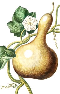 Bottle Gourd (ca. 1772 –1793) by Giorgio Bonelli.. Free illustration for personal and commercial use.