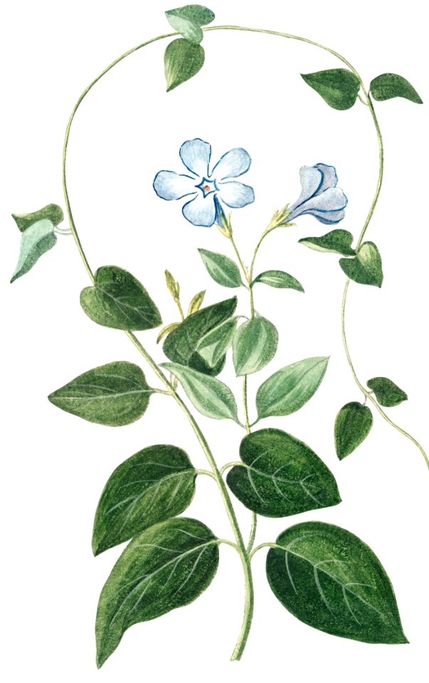 Vinca minor or Periwinkle (ca. 1772 –1793) by Giorgio Bonelli.