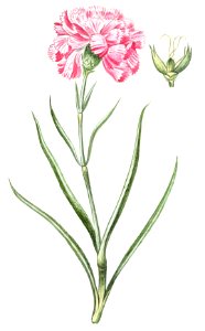 Carnation (ca. 1772 –1793) by Giorgio Bonelli.. Free illustration for personal and commercial use.