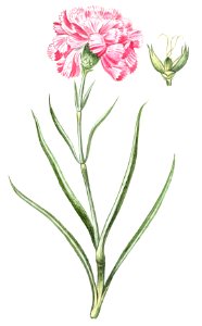 Carnation (ca. 1772 –1793) by Giorgio Bonelli.