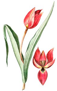 Scarlet Tulip (ca. 1772 –1793) by Giorgio Bonelli.. Free illustration for personal and commercial use.