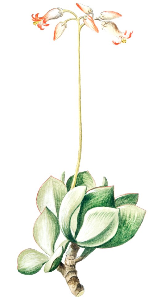 Cotyledon Africana, aizooides, foliis partim hastatis, partim ex ovato subrotundis (ca. 1772 –1793) by Giorgio Bonelli.