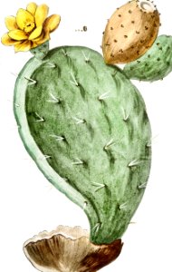 Prickly Pear, Indian Fig (ca. 1772 –1793) by Giorgio Bonelli.. Free illustration for personal and commercial use.