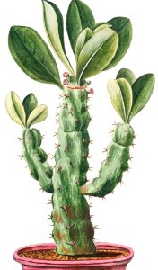 Tithymalus, aizooides,arborescens, caudce. angulari, spinosus, Nerii foliis. Euphorbio-Spinosum, ample Nerii folio, Euforbio, Euphorbe (ca. 1772 –1793) by Giorgio Bonelli.