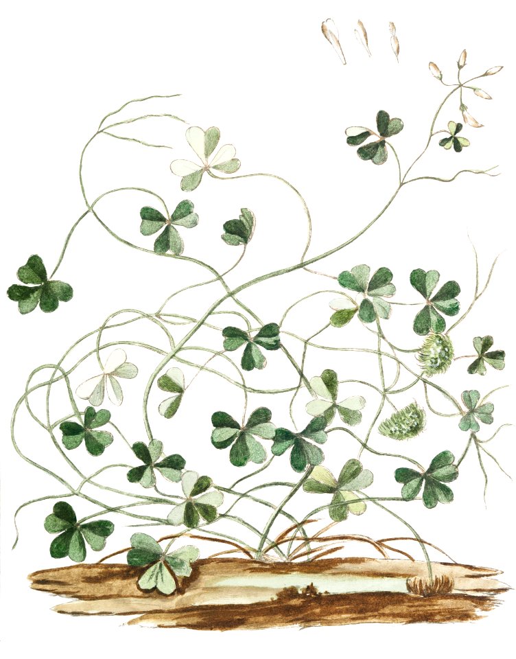 Subterranean Clover (ca. 1772 –1793) by Giorgio Bonelli.