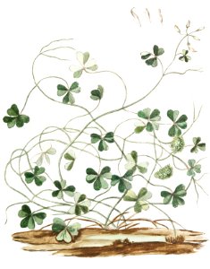 Subterranean Clover (ca. 1772 –1793) by Giorgio Bonelli.. Free illustration for personal and commercial use.
