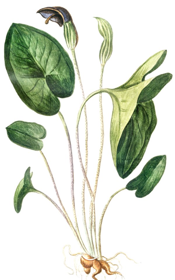 Arisarum Latifolium Majus (ca. 1772 –1793) by Giorgio Bonelli.