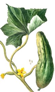 Cucumber (ca. 1772 –1793) by Giorgio Bonelli.. Free illustration for personal and commercial use.