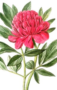 Peony (ca. 1772 –1793) by Giorgio Bonelli.. Free illustration for personal and commercial use.