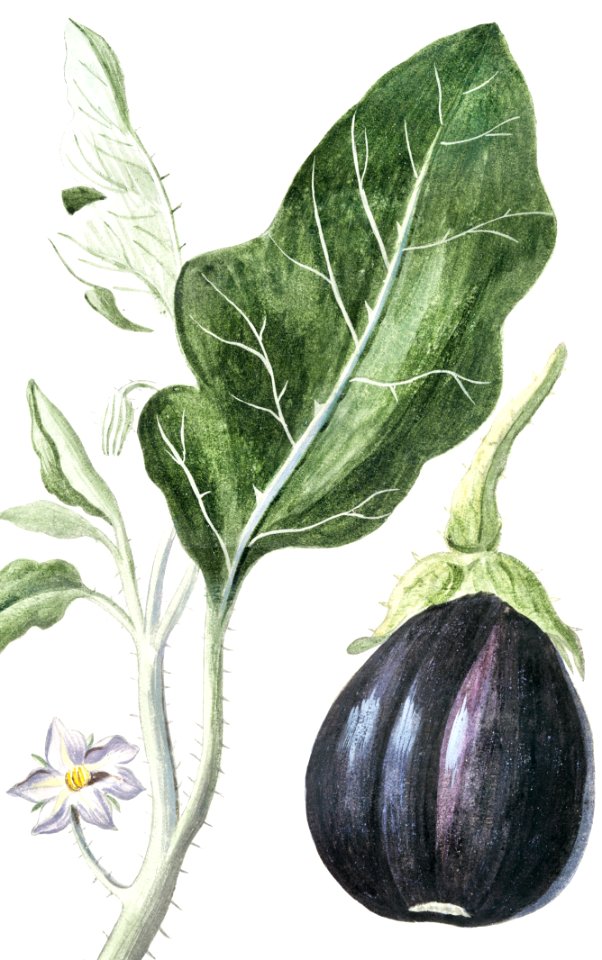 Mad apple (ca. 1772 –1793) by Giorgio Bonelli.