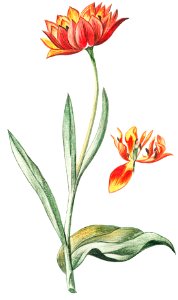 Multicolor Tulip (ca. 1772 –1793) by Giorgio Bonelli.. Free illustration for personal and commercial use.