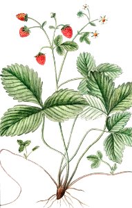 Strawberry (ca. 1772 –1793) by Giorgio Bonelli.. Free illustration for personal and commercial use.
