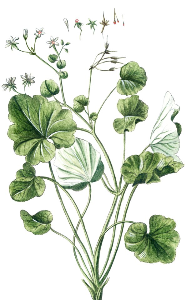 Alexanders, Black Lovage, Black Potherb Horse Parsley (ca. 1772 –1793) by Giorgio Bonelli.