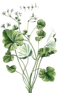 Alexanders, Black Lovage, Black Potherb Horse Parsley (ca. 1772 –1793) by Giorgio Bonelli.. Free illustration for personal and commercial use.
