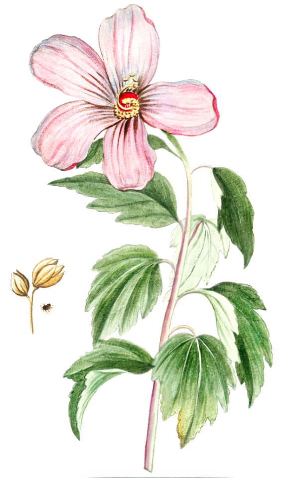 Rose of Sharon (ca. 1772 –1793) by Giorgio Bonelli.