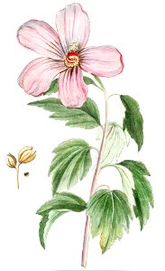 Rose of Sharon (ca. 1772 –1793) by Giorgio Bonelli.. Free illustration for personal and commercial use.