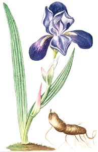 Tall bearded Iris (ca. 1772 –1793) by Giorgio Bonelli.. Free illustration for personal and commercial use.