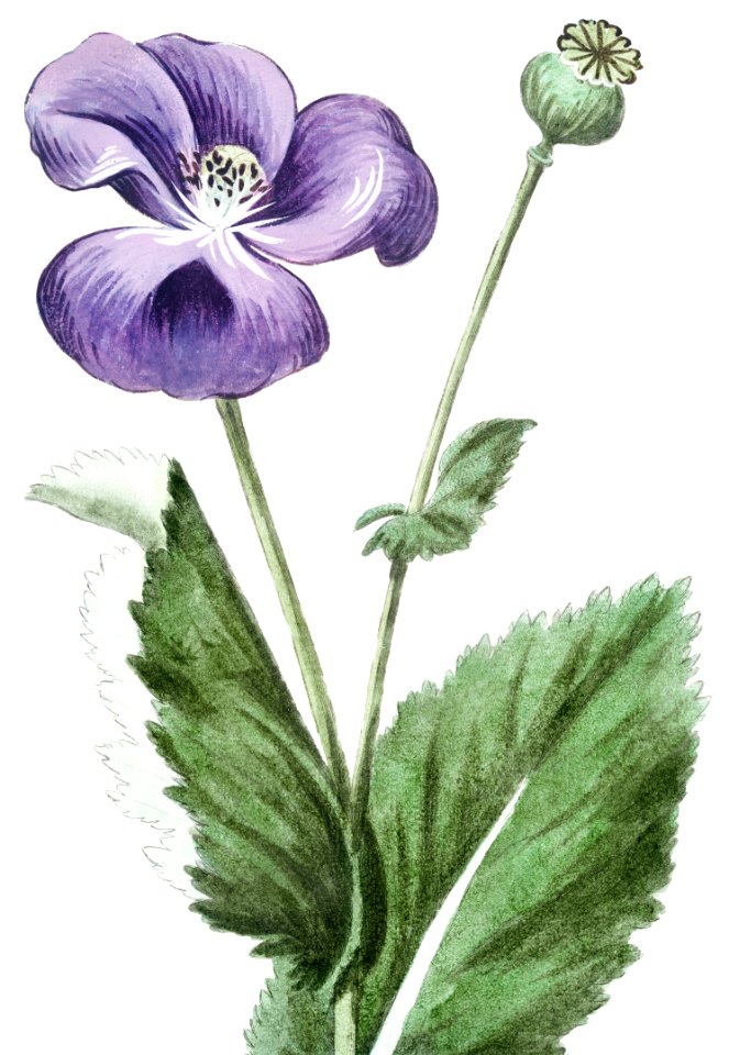 Papaver hortense nigro semine, sylvestre Dioscoridis, nigrum Plinii, Ital. Papavero negro. Gall. Pavot (ca. 1772 –1793) by Giorgio Bonelli.