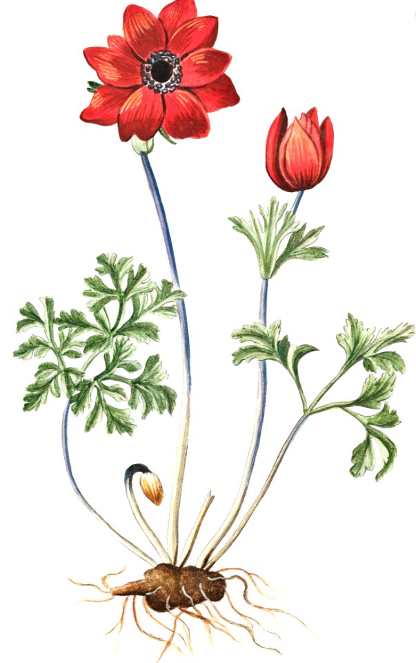 Anemone tenuifolia flore semipleno vivido cinnabaris rubore splenoens, Anemone cremisino, Anemone (ca. 1772 –1793) by Giorgio Bonelli.