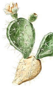 Indian Fig, Semaphore Prickly Pear (ca. 1772 –1793) by Giorgio Bonelli.. Free illustration for personal and commercial use.