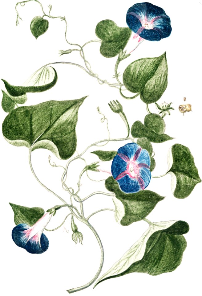 Convolvulus major, floribus azzurreis, Villucchio, o Campanelle, Leferon (ca. 1772 –1793) by Giorgio Bonelli.