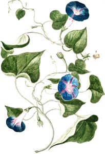 Convolvulus major, floribus azzurreis, Villucchio, o Campanelle, Leferon (ca. 1772 –1793) by Giorgio Bonelli.. Free illustration for personal and commercial use.
