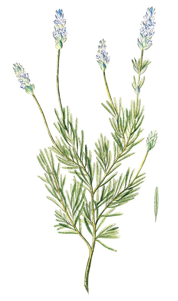 French Lavender (ca. 1772 –1793) by Giorgio Bonelli.