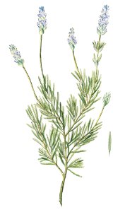 French Lavender (ca. 1772 –1793) by Giorgio Bonelli.. Free illustration for personal and commercial use.
