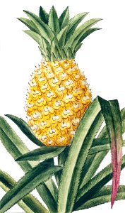 Pineapple (ca. 1772 –1793) by Giorgio Bonelli.. Free illustration for personal and commercial use.
