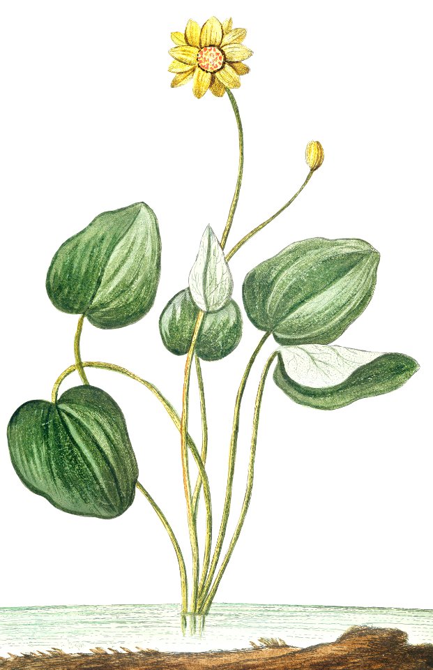 Marsh Marigold (ca. 1772 –1793) by Giorgio Bonelli.