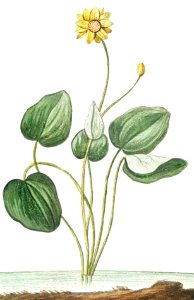 Marsh Marigold (ca. 1772 –1793) by Giorgio Bonelli.. Free illustration for personal and commercial use.