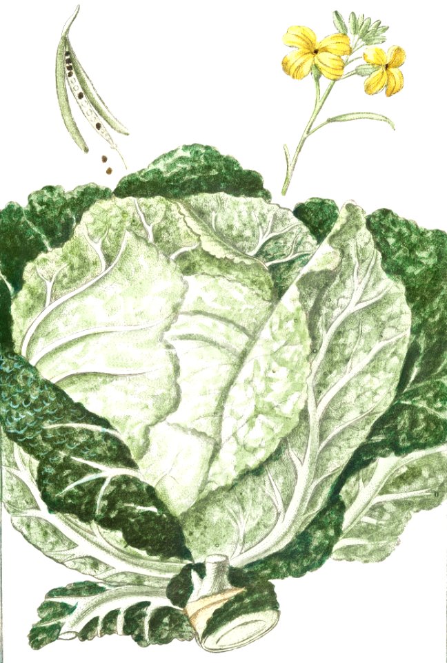 Cabbage (ca. 1772 –1793) by Giorgio Bonelli.