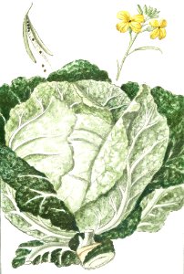 Cabbage (ca. 1772 –1793) by Giorgio Bonelli.. Free illustration for personal and commercial use.