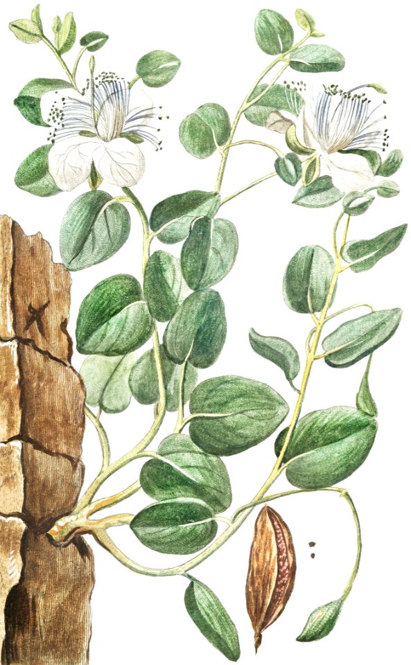 Capparis non Spinoso fructu Maiore, Cappero, Capier, Caper (ca. 1772 –1793) by Giorgio Bonelli.
