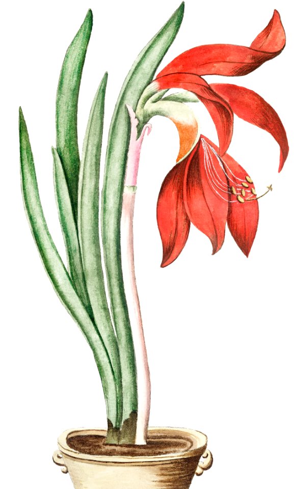 Lily–Daffodil (ca. 1772 –1793) by Giorgio Bonelli.