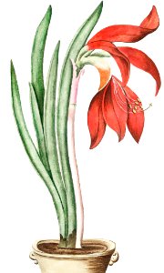 Lily–Daffodil (ca. 1772 –1793) by Giorgio Bonelli.. Free illustration for personal and commercial use.