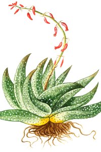 Spineless African Aloe (ca. 1772 –1793) by Giorgio Bonelli.. Free illustration for personal and commercial use.