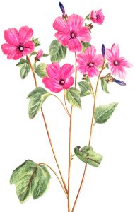 Tree Mallow (ca. 1772 –1793) by Giorgio Bonelli.. Free illustration for personal and commercial use.