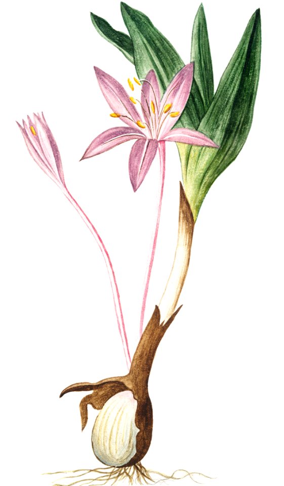 Colchique (ca. 1772 –1793) by Giorgio Bonelli.
