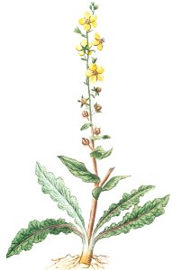 Blattaria lutea, folio oblongo, laciniato, Blattaria, Herbe aux mites(ca. 1772 –1793) by Giorgio Bonelli.